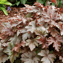 Гейхерелла Burnished Bronze