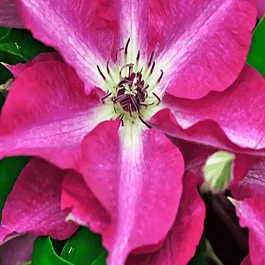 Клематис Viva Polonia