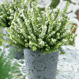 Эрика дарленская White perfection