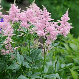 Астильба японская Europa