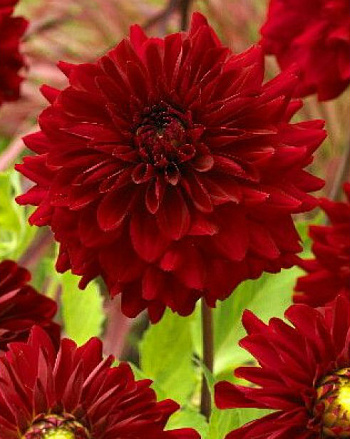 Георгина декоративная Дарк Фэшн