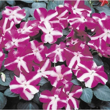 Бальзамин Баланс Виолет Стар