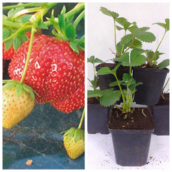 Земляника садовая Мармолада НАБОР 5ШТ