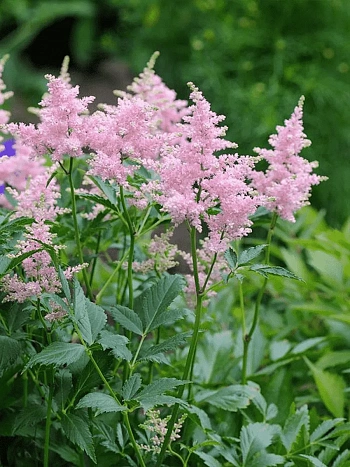 Астильба японская Europa