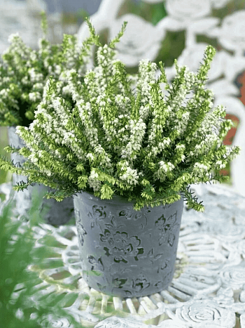 Эрика дарленская White perfection