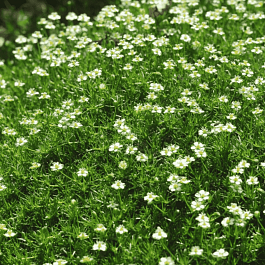 Мшанка шиловидная