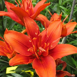 Лилия азиатская махровая Фанни твин