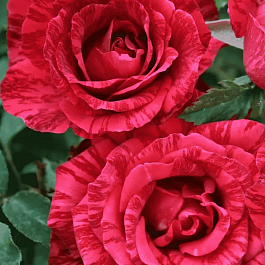 Роза чайно-гибридная Red Intuition