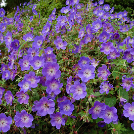 Герань гибридная Розанна