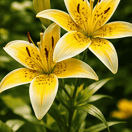 Лилия Yellow Electric