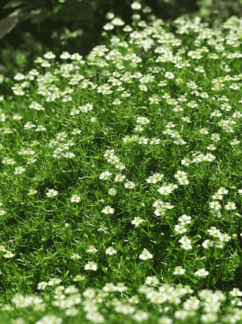 Мшанка шиловидная