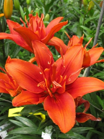 Лилия азиатская махровая Фанни твин