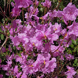 Рододендрон остроконечный