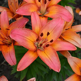 Лилия азиатская Форевер Маржолин