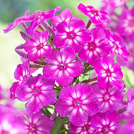 Флокс метельчатый Катя