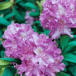 Рододендрон катевбинский Alfred