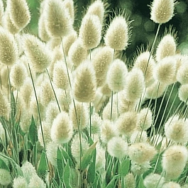 Зайцехвост яйцевидный