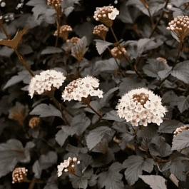 Пузыреплодник калинолистный Midnight