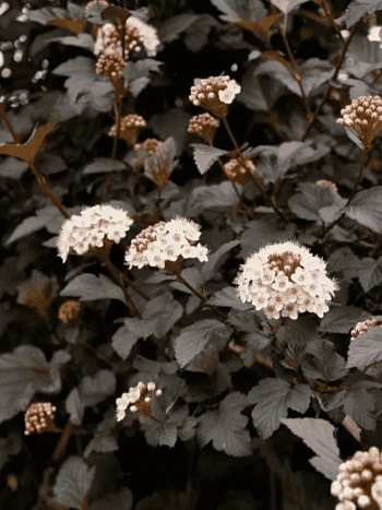 Пузыреплодник калинолистный Midnight