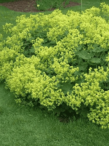 Манжетка мягкая