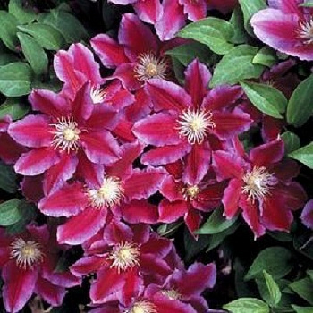 Клематис крупноцветковый Ханиа