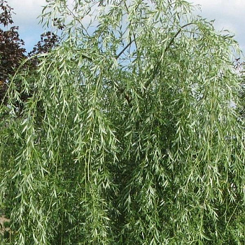 Ива гибридная Плакучий Гном
