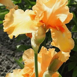 Ирис германский Skyfire