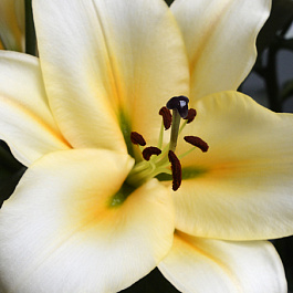 Лилия ОТ-гибрид Сантини