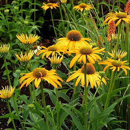 Эхинацея пурпурная Поллинейшн Еллоу