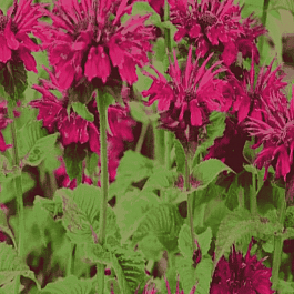 Монарда гибридная Dancing Bird