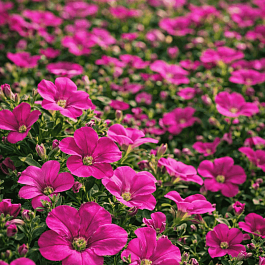 Арабис кавказский Aubris Deep Rose