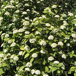 Калина гордовина