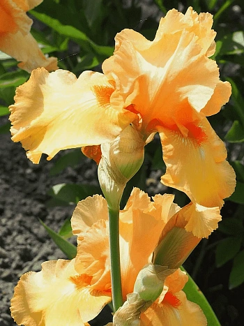 Ирис германский Skyfire