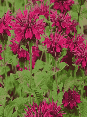 Монарда гибридная Dancing Bird