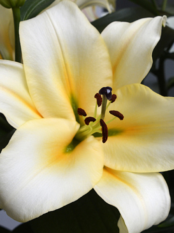 Лилия ОТ-гибрид Сантини Лилия ОТ-гибрид Сантини