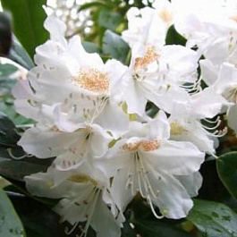 Рододендрон гибридный Каннингемс Вайт