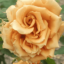 Роза чайно-гибридная Toffy