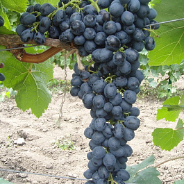 Виноград плодовый Аттика