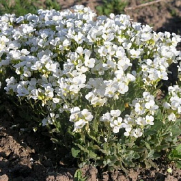 Арабис альпийский Белый