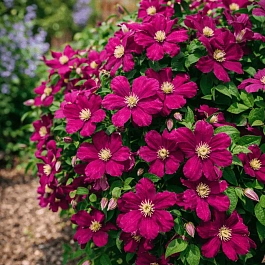 Клематис Slowianka