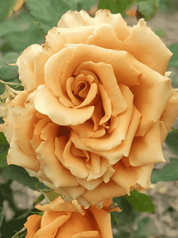 Роза чайно-гибридная Toffy