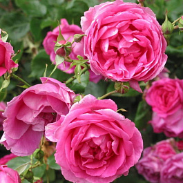 Роза плетистая Парад