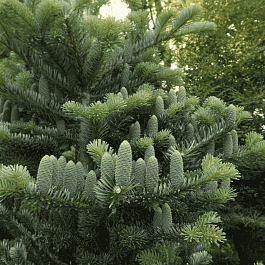 Пихта Арнольда Jan Pawel II