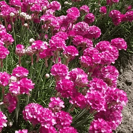 Армерия приморская Abbey Deep Rose