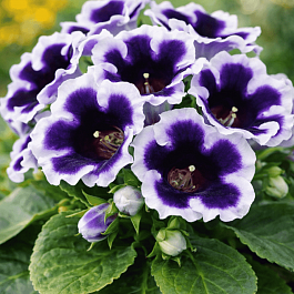 Глоксиния Avanti Blue with White