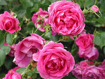 Роза плетистая Парад