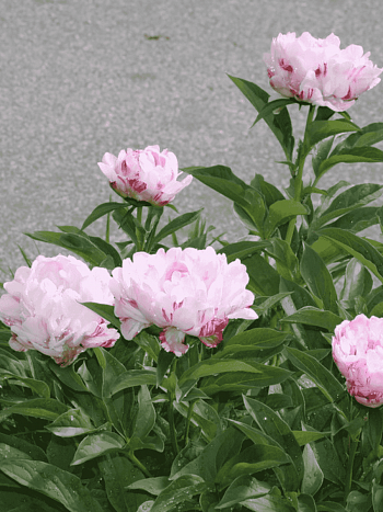 Пион Молочноцветковый Petit Elegance