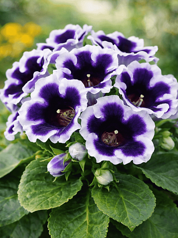 Глоксиния Avanti Blue with White