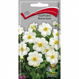 Георгина Мигнон белая