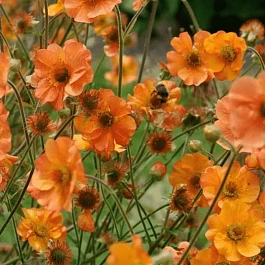 Гравилат чилийский Totally Tangerine